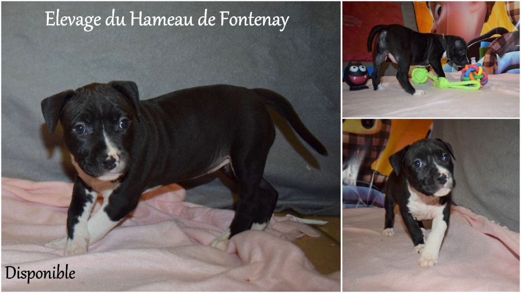 Ryal - American Staffordshire Terrier