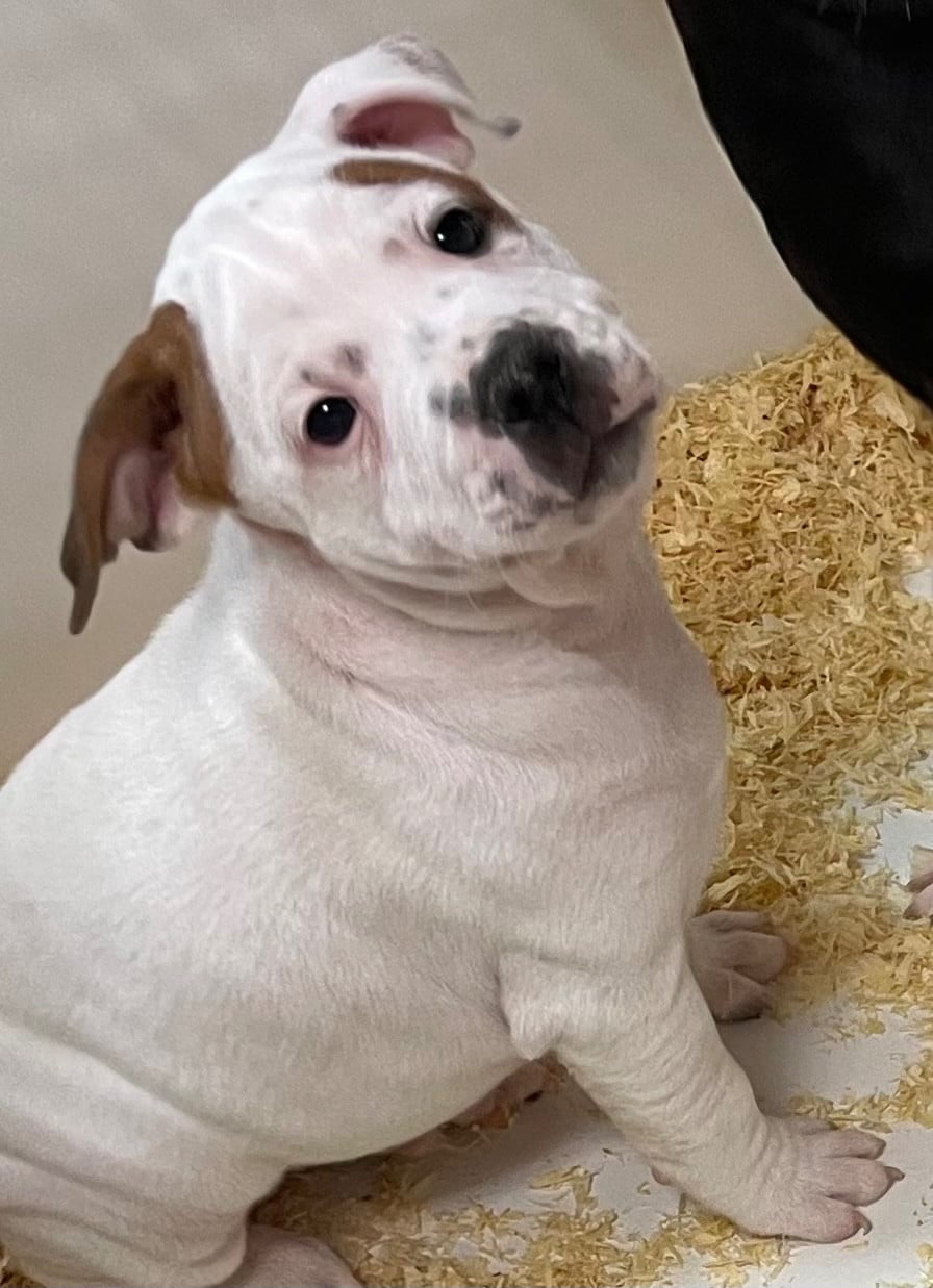 Arlon - Staffordshire Bull Terrier