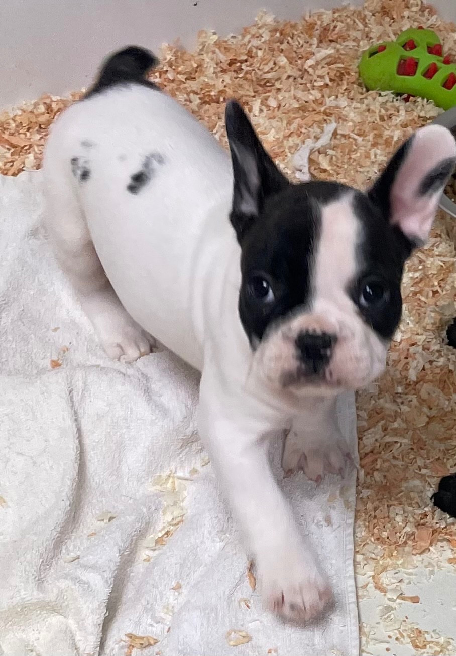 Auma - Bouledogue français