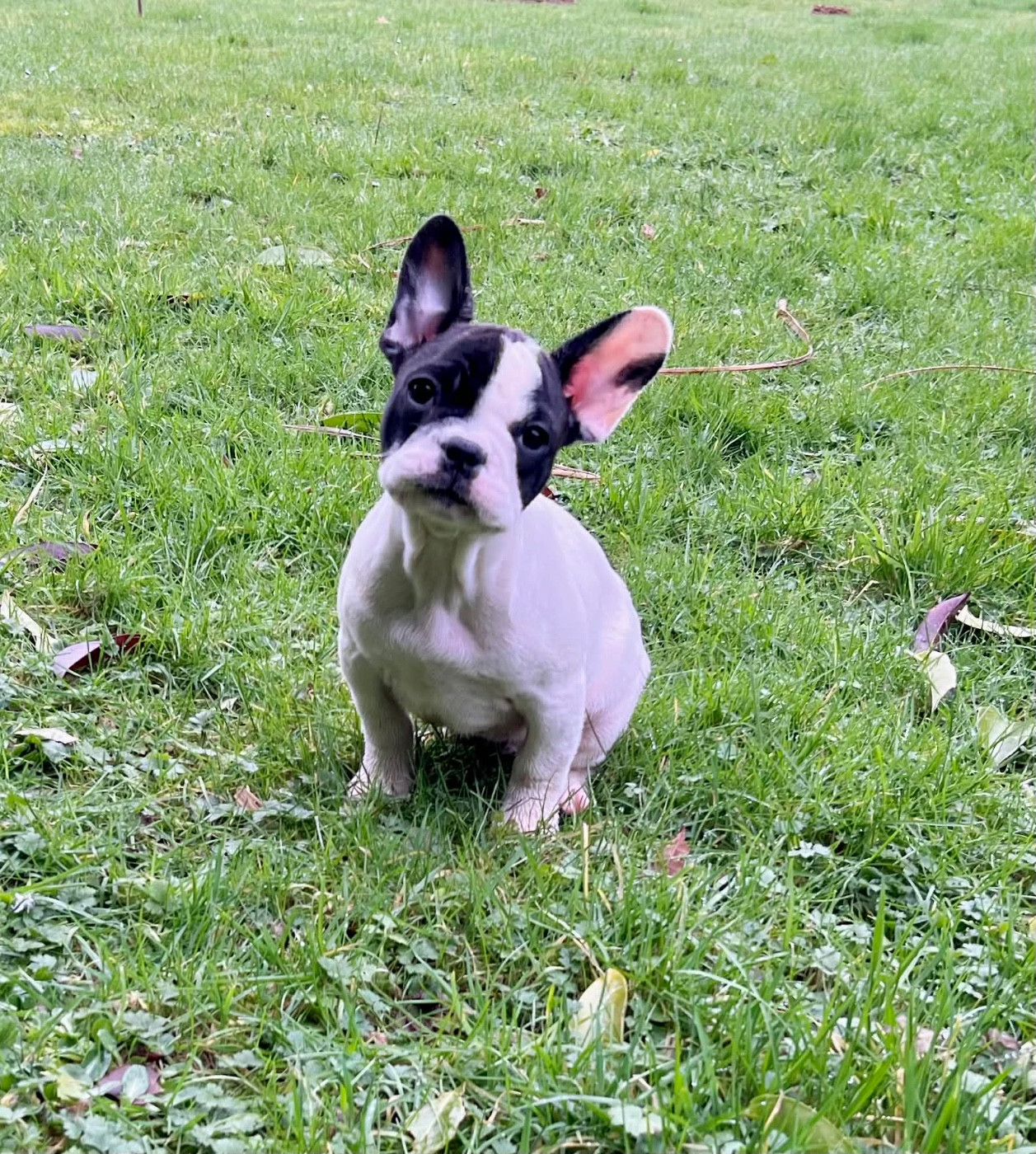 Auma - Bouledogue français