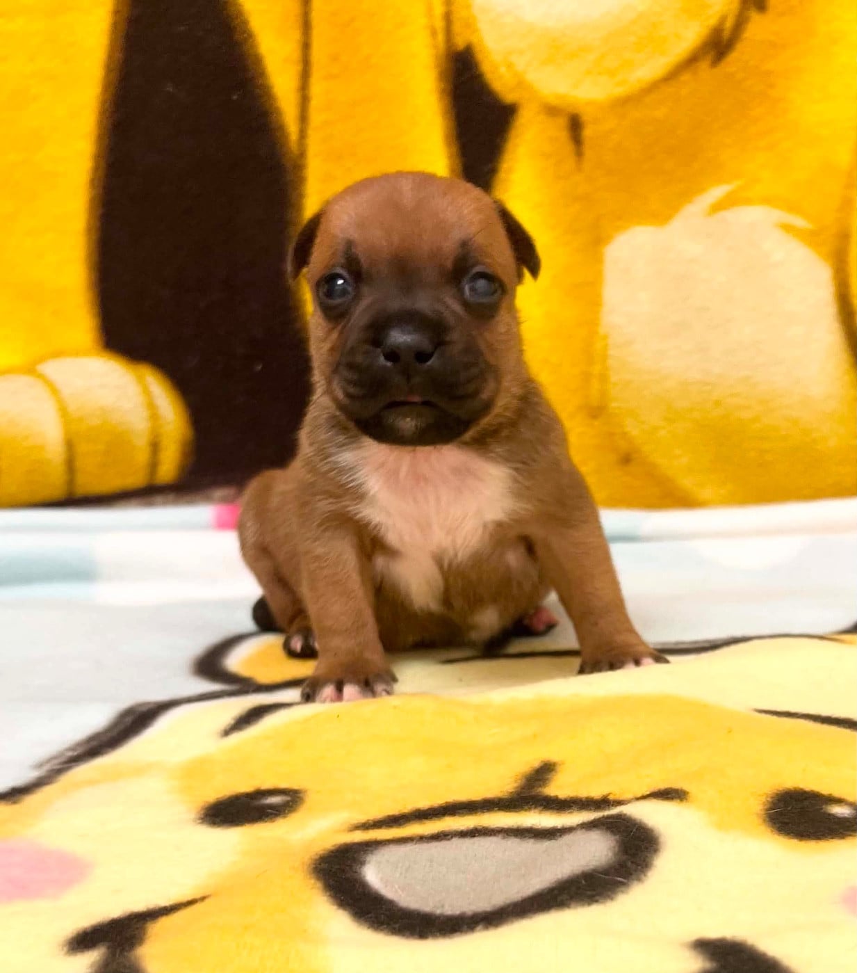 Bond - Staffordshire Bull Terrier