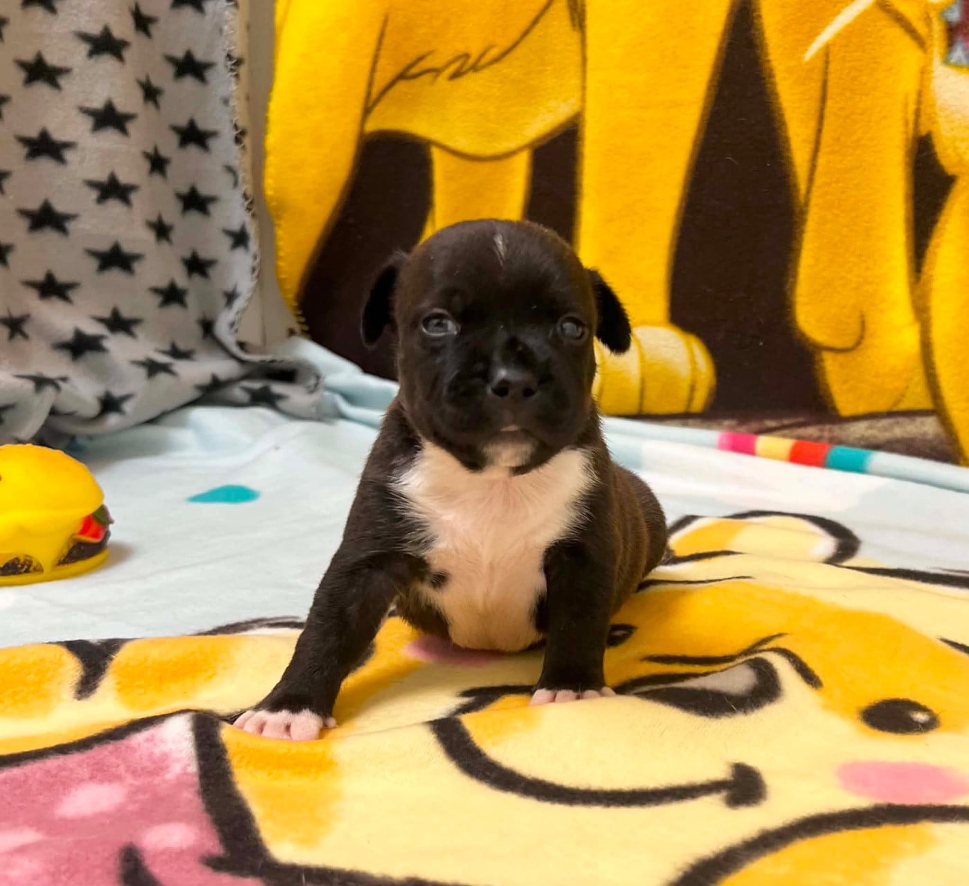 Bono - Staffordshire Bull Terrier