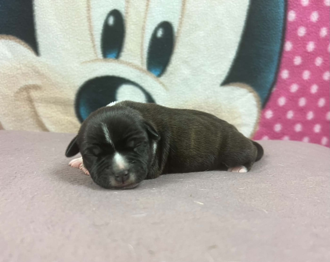 Baccara - Staffordshire Bull Terrier