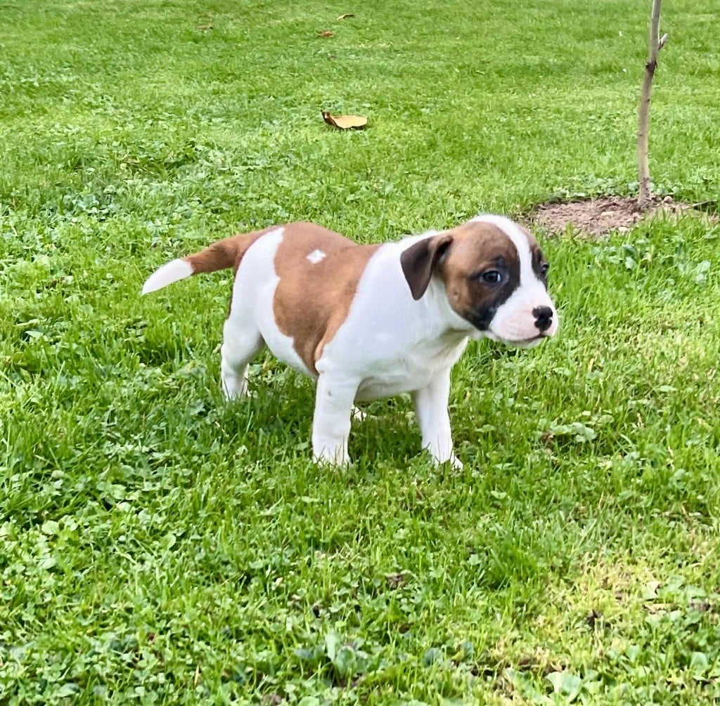 Staffordshire Bull Terrier - du hameau de fontenay