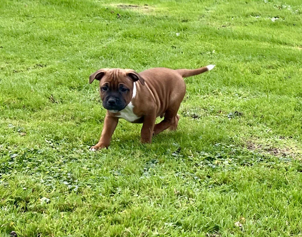 Staffordshire Bull Terrier - du hameau de fontenay