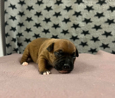 Les chiots de Staffordshire Bull Terrier