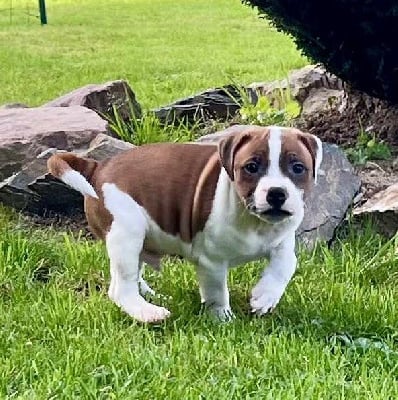 Les chiots de Staffordshire Bull Terrier