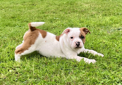 Les chiots de Staffordshire Bull Terrier