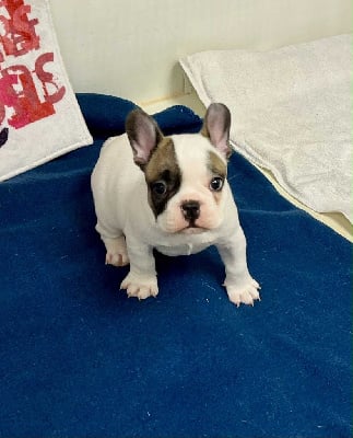 Les chiots de Bouledogue français