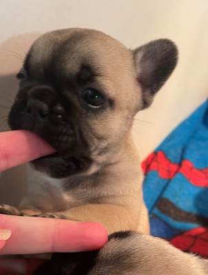 Les chiots de Bouledogue français