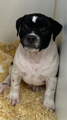 Les chiots de Staffordshire Bull Terrier
