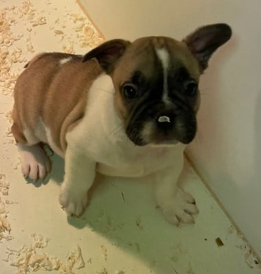 Les chiots de Bouledogue français