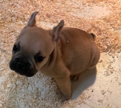 Les chiots de Bouledogue français