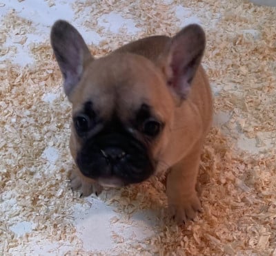 Les chiots de Bouledogue français