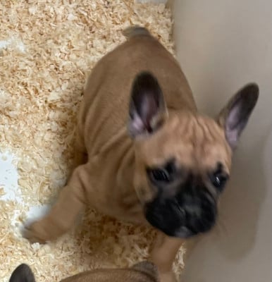 Les chiots de Bouledogue français