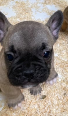 Les chiots de Bouledogue français