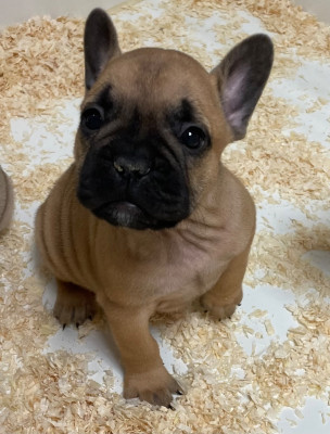 Les chiots de Bouledogue français