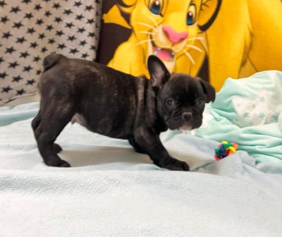 Les chiots de Bouledogue français