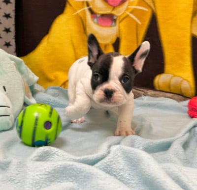 Les chiots de Bouledogue français