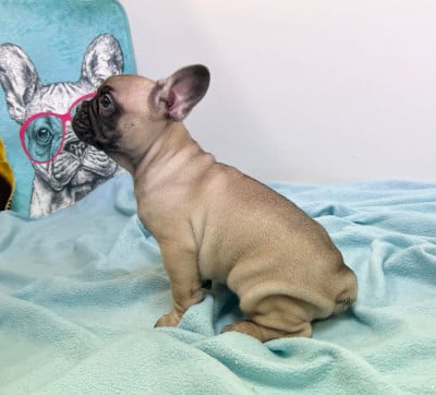 Les chiots de Bouledogue français