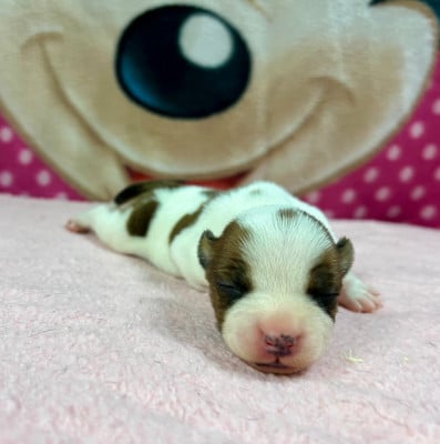 Les chiots de Staffordshire Bull Terrier