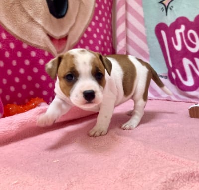 Les chiots de Staffordshire Bull Terrier