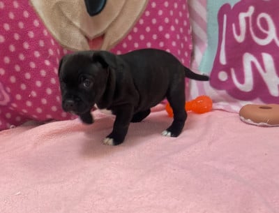 Les chiots de Staffordshire Bull Terrier