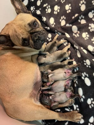 Les chiots de Bouledogue français