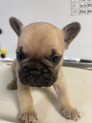Les chiots de Bouledogue français