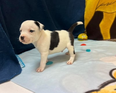 Les chiots de Staffordshire Bull Terrier