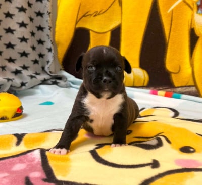 Les chiots de Staffordshire Bull Terrier