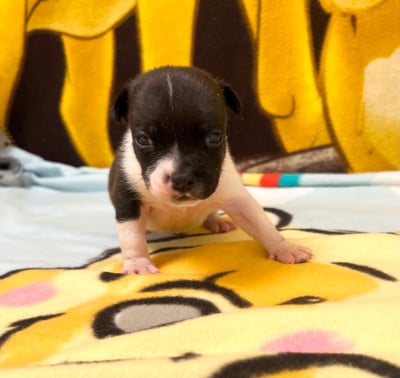 Les chiots de Staffordshire Bull Terrier