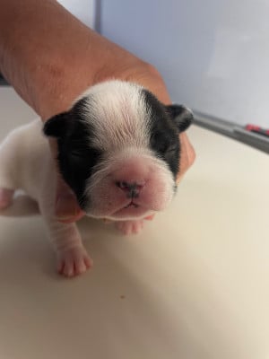 Les chiots de Bouledogue français