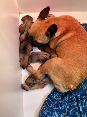Les chiots de Bouledogue français