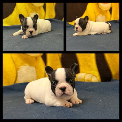 Les chiots de Bouledogue français