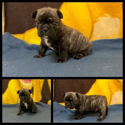 Les chiots de Bouledogue français