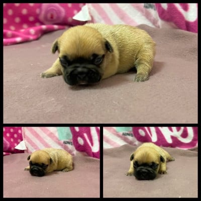Les chiots de Bouledogue français