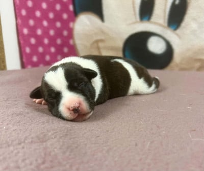 Les chiots de Staffordshire Bull Terrier
