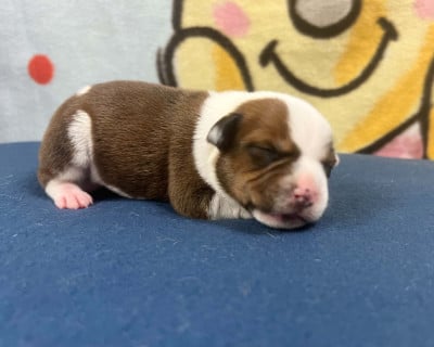 Les chiots de Staffordshire Bull Terrier