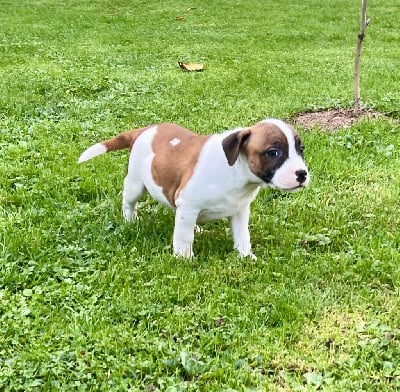 Les chiots de Staffordshire Bull Terrier