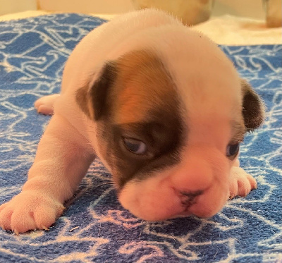 Les chiots de Bouledogue français