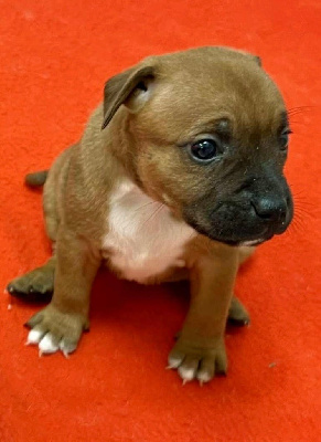 Les chiots de Staffordshire Bull Terrier