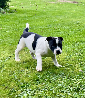 Les chiots de Staffordshire Bull Terrier