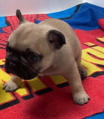 Les chiots de Bouledogue français