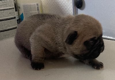 Les chiots de Bouledogue français