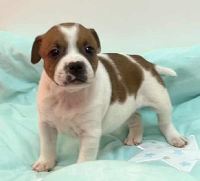 Les chiots de Staffordshire Bull Terrier