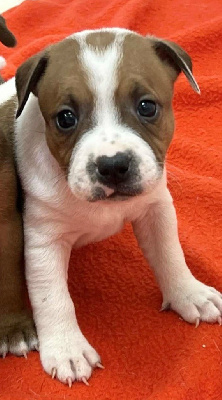 Les chiots de Staffordshire Bull Terrier