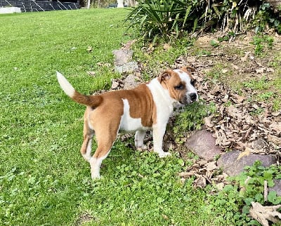 Les chiots de Staffordshire Bull Terrier