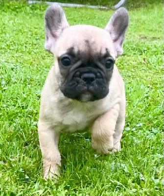 Les chiots de Bouledogue français