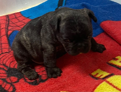 Les chiots de Bouledogue français